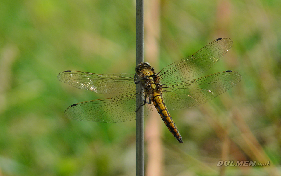 Black-tailed Skimmer (Young male, Orthetrum cancellatum)